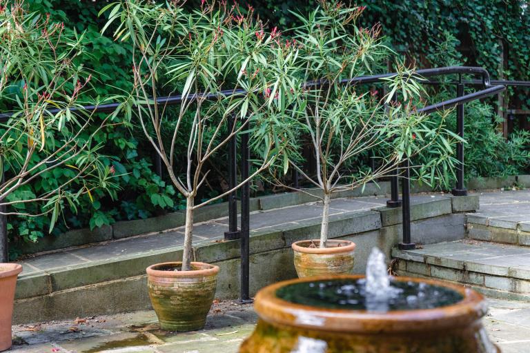 A View of Camberwell House Garden